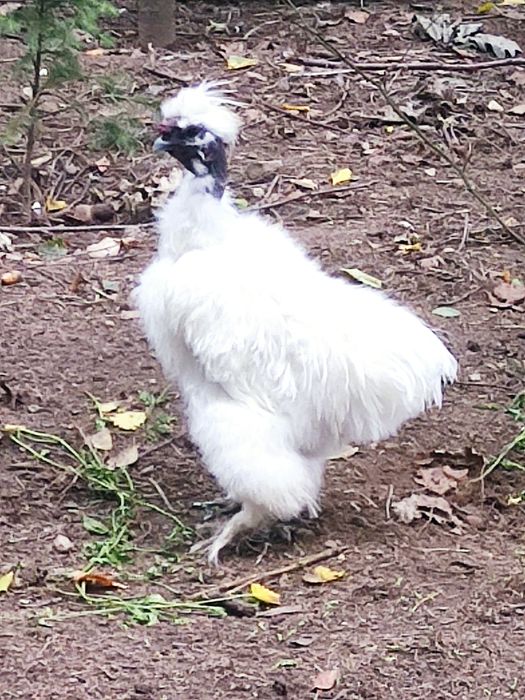 Kogut silka gołoszyjka