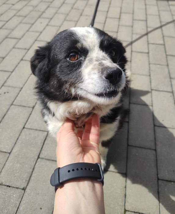 Sunia Diana do adopcji