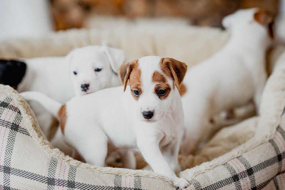 Parson Russell Terrier ZKwP
