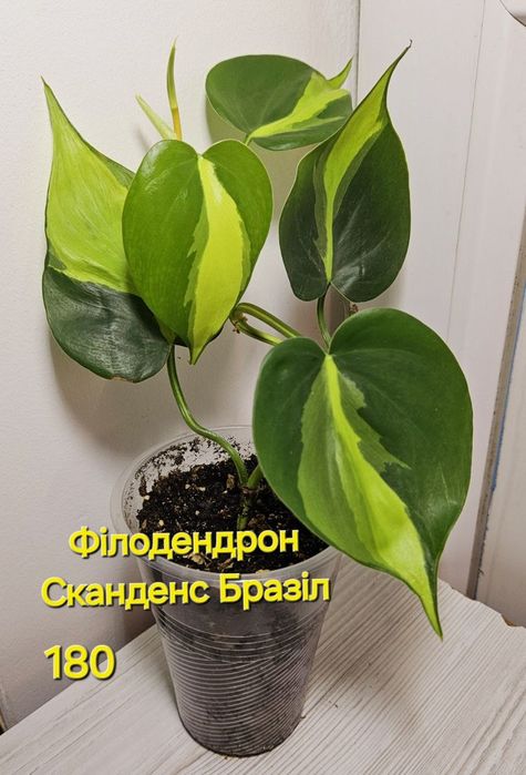 Яскравий філодендрон "Сканденс  Бразіл"!
