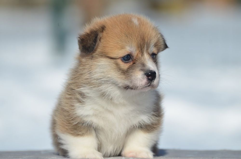 Вельш корги пемброк, девочка