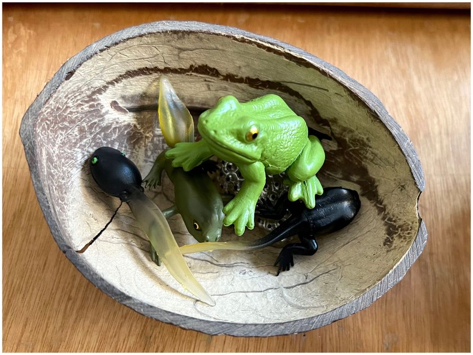 Ciclo de Vida - Sapo - Montessori