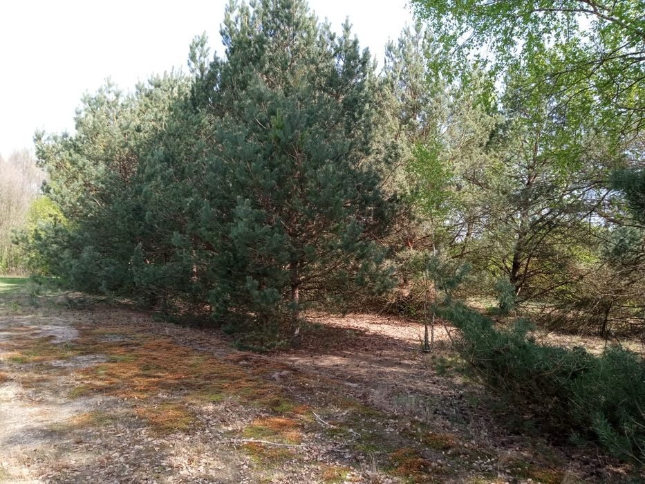 Sprzedam działkę budowlaną 3000 M2.