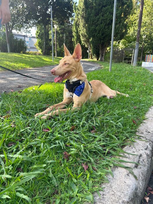 Cão raçado de podengo para adoção