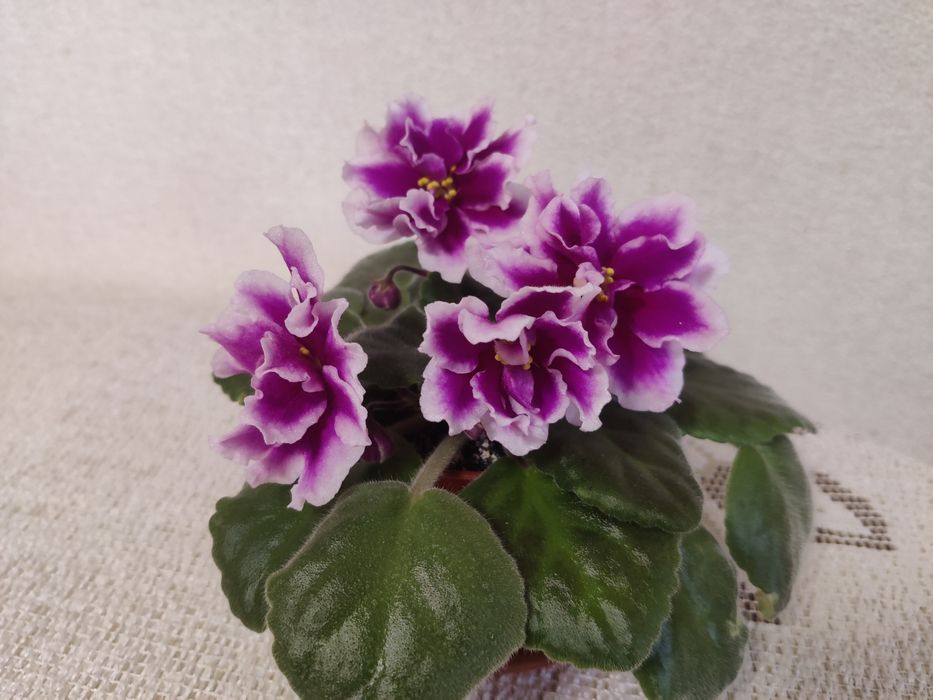 Фіалка махрова  молоденька