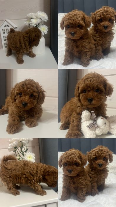 Цуценята Той Пуделя