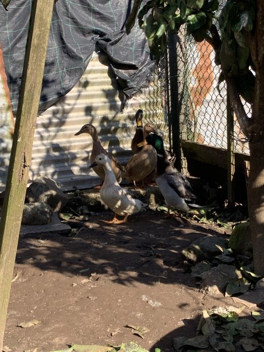 2 Casais de Patos Real