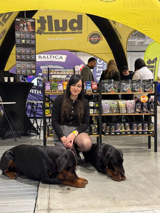 Doberman FCI/ZKwP
