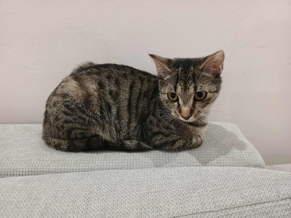 Jacek Placek Agatka kot do adopcji 5.5 miesiący