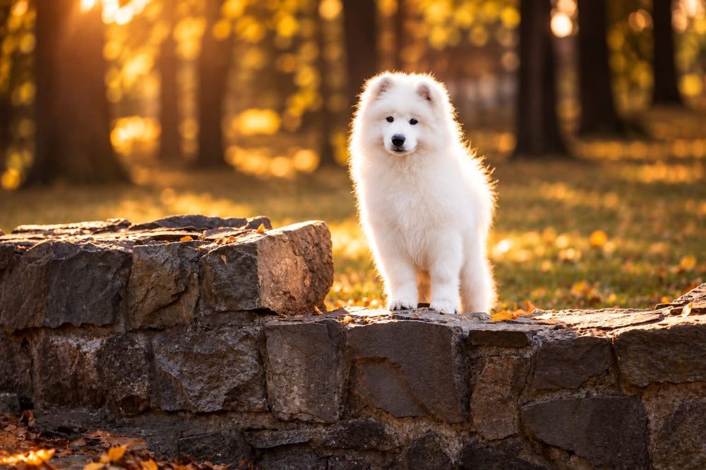 Samoyed z hodowli ZKwP