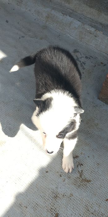 Border collie fêmea pura