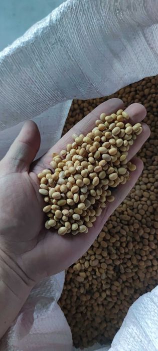 Sprzedam soje odmiana abaca.
