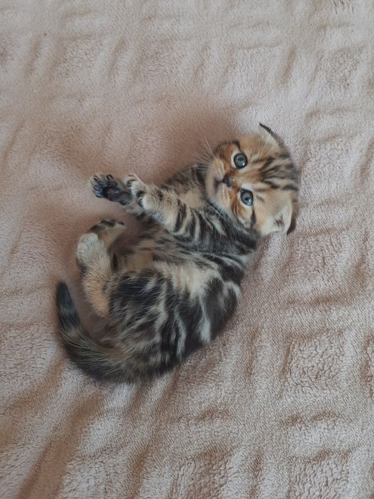 Шотландська висловуха дівчинка