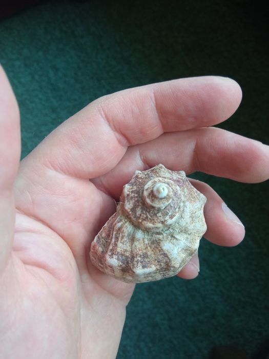 Ракушка морская целая