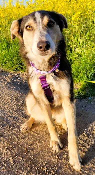 POKER - super psiak poleca się do adopcji
