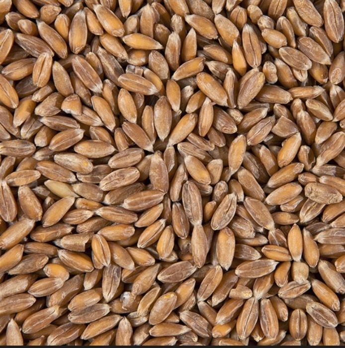 Зерно спельти , спельта лущена