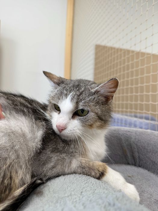 Szara - piękna, delikatna kotka do adopcji!