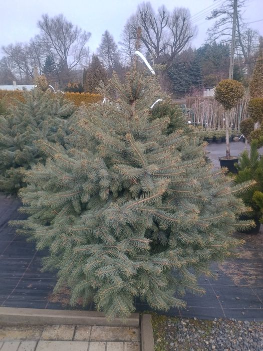 Świerk Srebrny Choinka w donicy