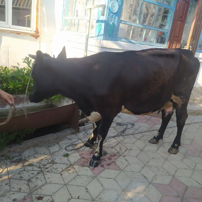 Порода Британська Голштинка первістка