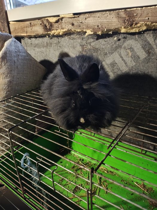 Sprzedam króliki miniaturki