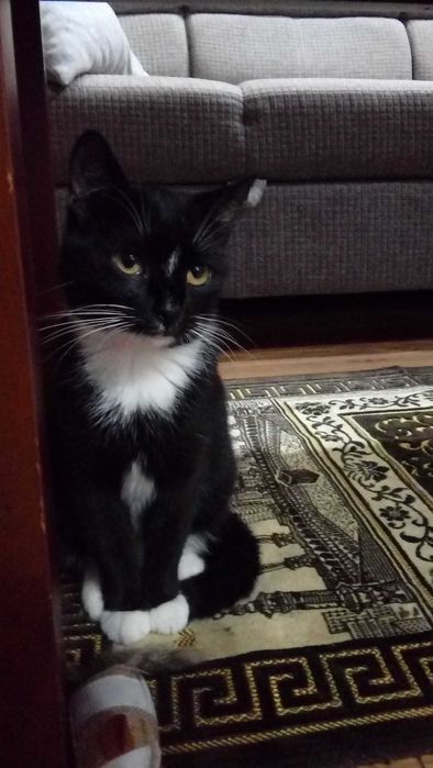 Zaginęła kotka czarno biała