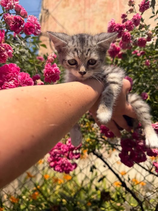 Котики, хлопчик та дівчинка