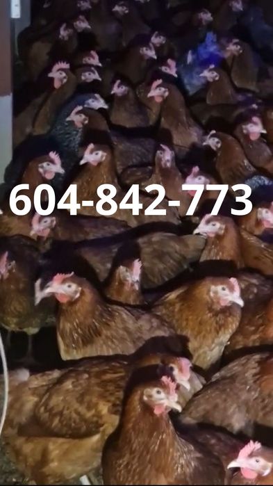 Kury Nioski, Młode, Kokoszki, Rosa, Dominant, Tęczówki,hurt/detal