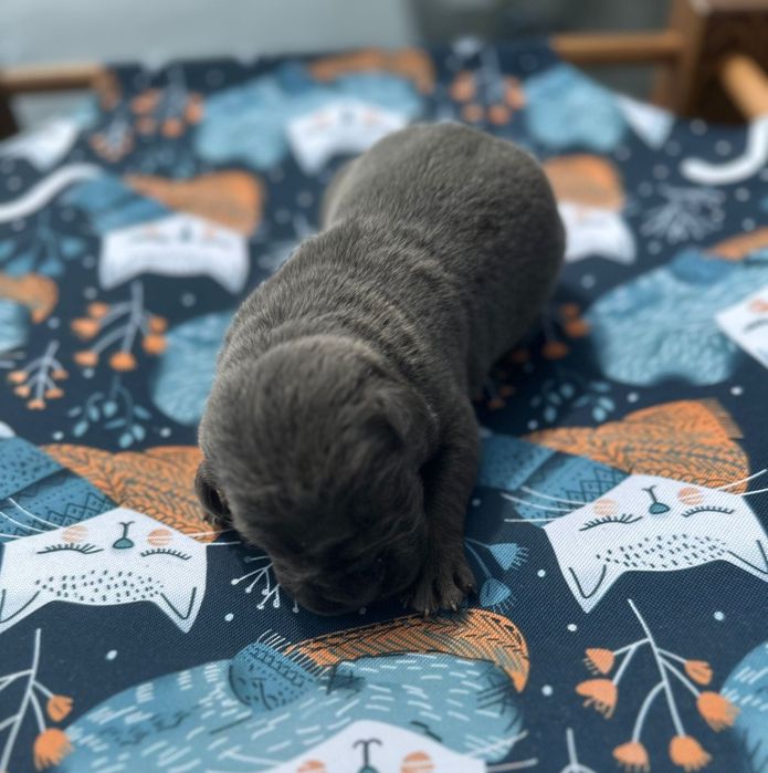 Niebieski Szczeniak Cane Corso szczeniaczek mocni rodzice, rodowód