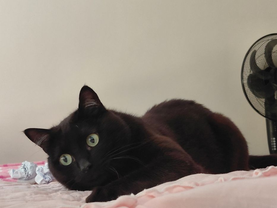 Pantera- gatinho super meigo para adoção responsável