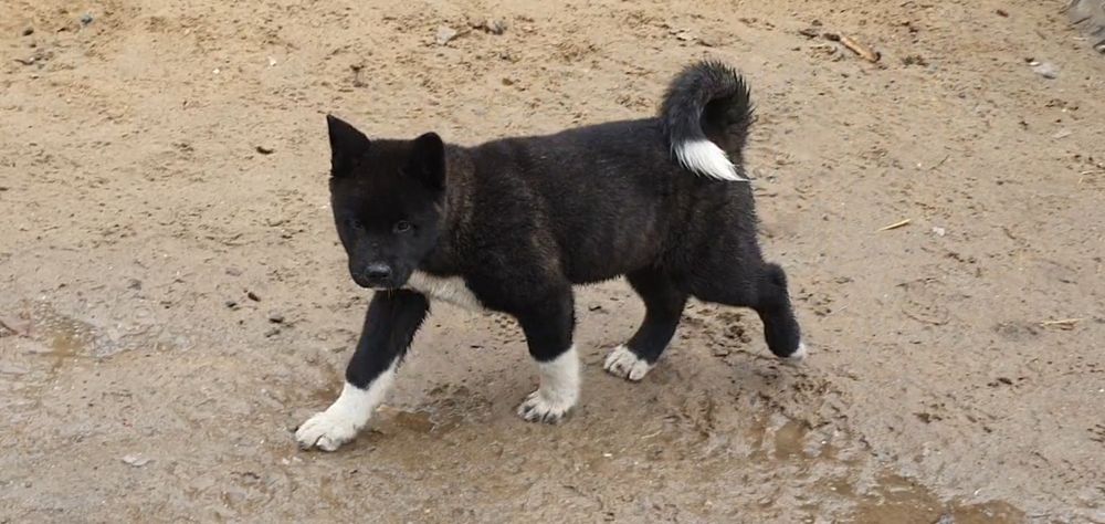 Akita Amerykańska Okazja