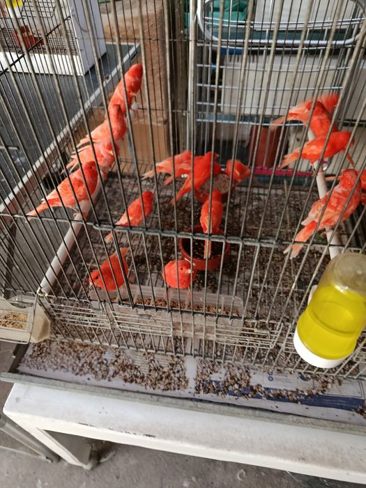Cedem se canários de várias raças