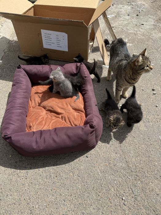 Отдам в хорошие руки котят бесплатно