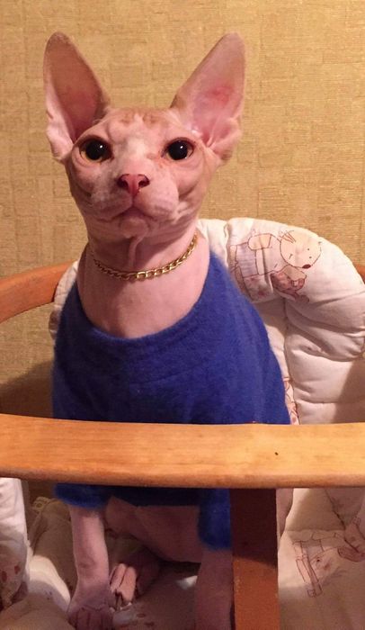 Вязка. Сфинкс канадский .