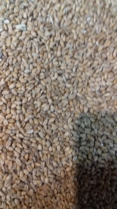 Пшениця.  Зерно. Пшениця