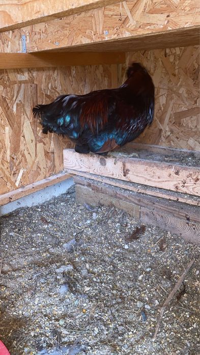 Galo Araucana -