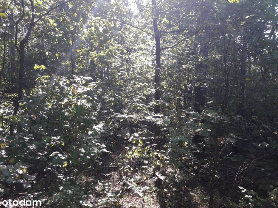 Działka rolno -budowlana