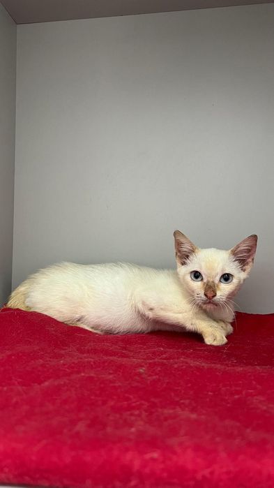 Donut- gatinho bebé para adoção responsável