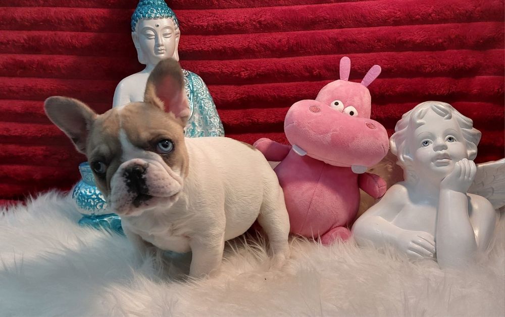Bulldog frances fawn pied
