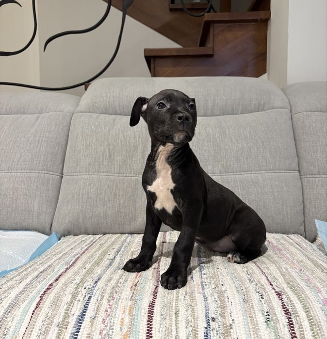 Amstaff suczka czarna