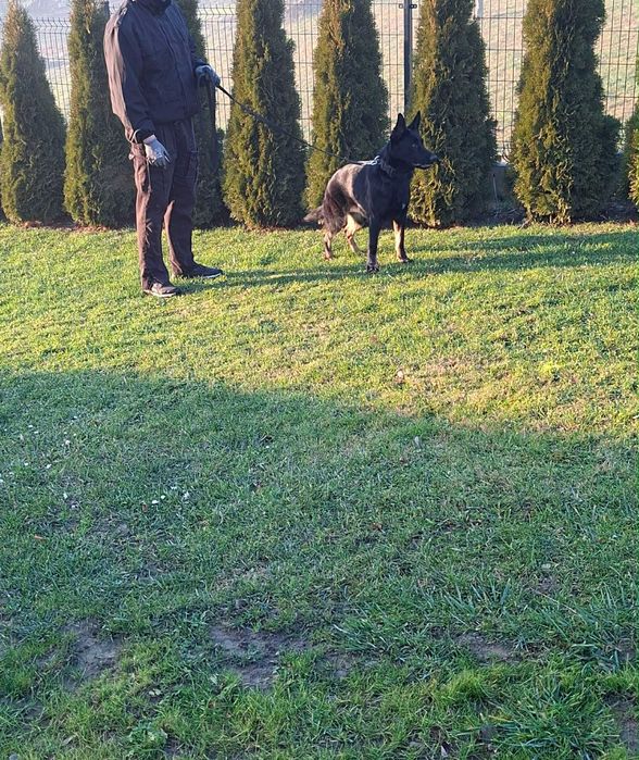 Owczarkek niemiecki użytkowy FCI