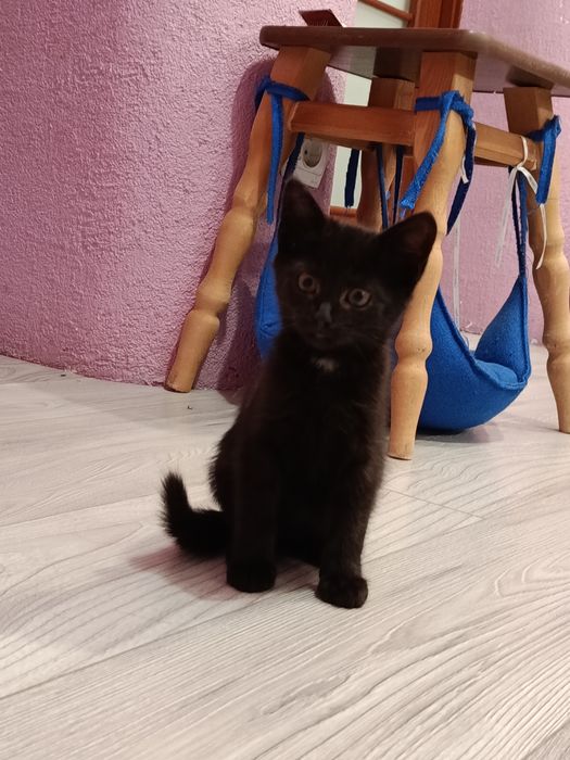 Котик-хлопчик шукає сім'ю