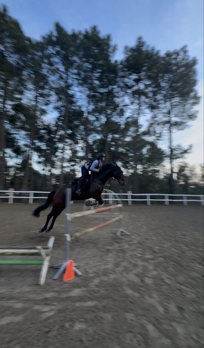 Égua de obstáculos