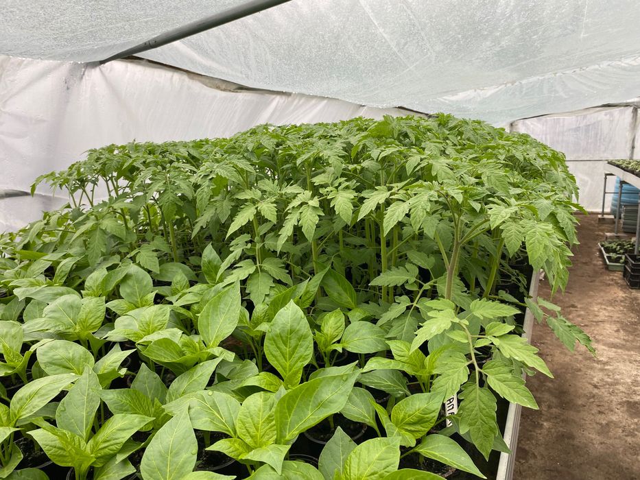 Sadzonki rozsada pomidory ogórki papryka