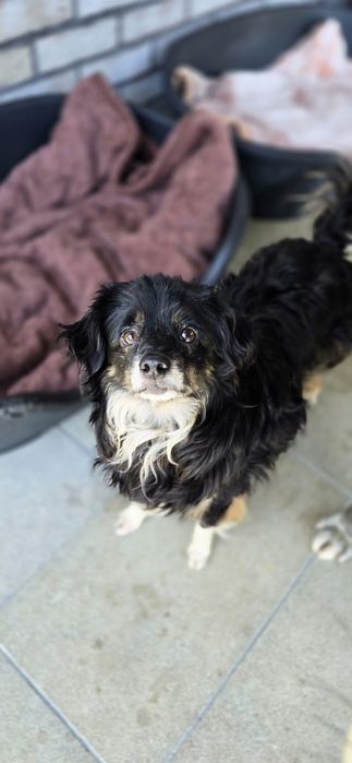Do adopcji sunia
