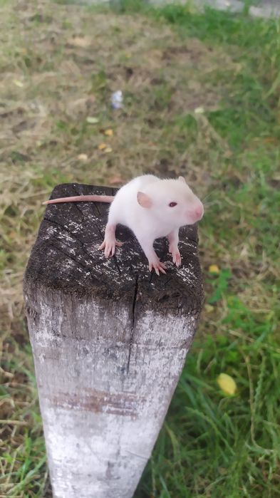 Сиамские малыши дамбо