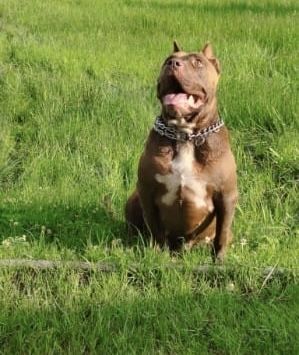 Coco rasy Amstaff szuka domku