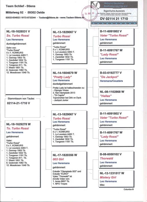 Młode para 94 Leo Heremans Inbred Turo Rossi gołąb gołębie pocztowe