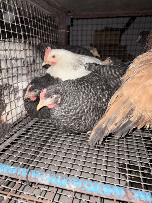 Молоді курочки 5 місяців