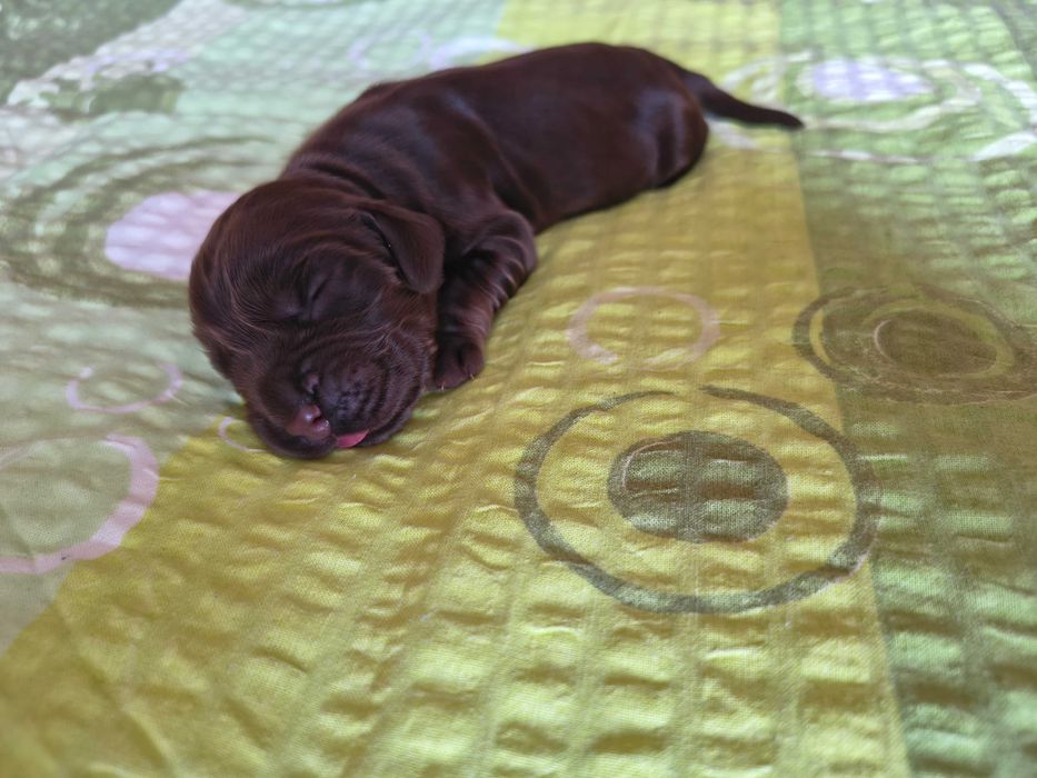 cocker spaniel angielski