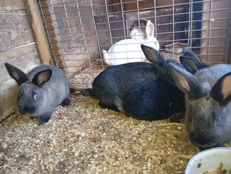 Кролики Краматорск